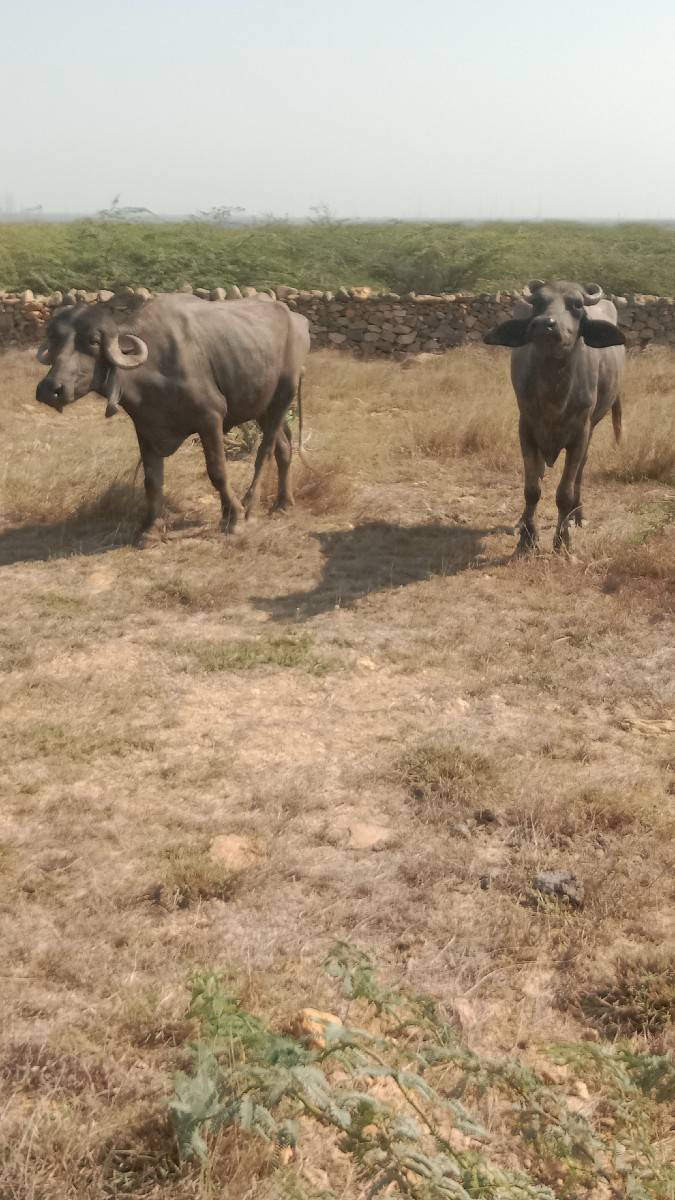 બે  ખડેલા વેચવાના છે