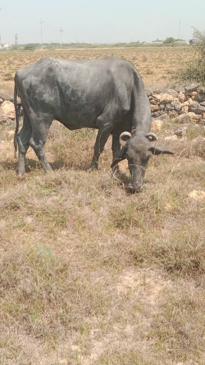 બે  ખડેલા વેચવાના છે