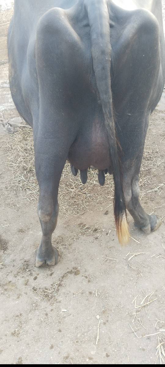 8 દિવસ માં વ્યાસે