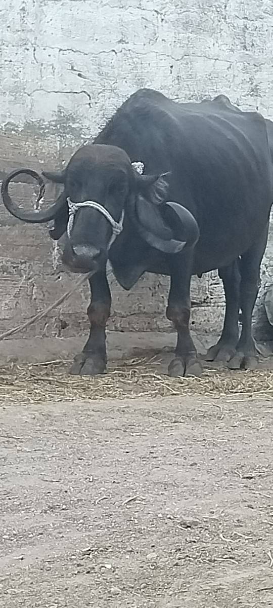 8 દિવસ માં વ્યાસે