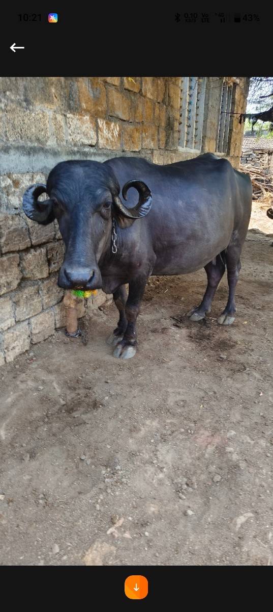 ભેંસ વેચવાની છે
