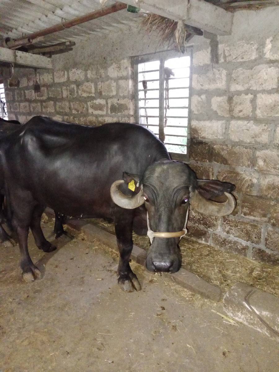 ભેંસ વેસાવા ની સે