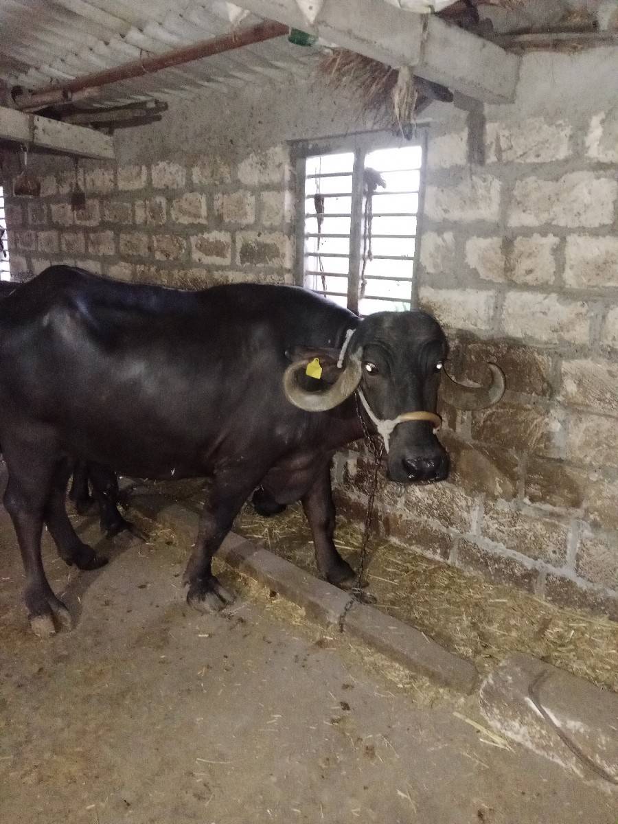 ભેંસ વેસાવા ની સે