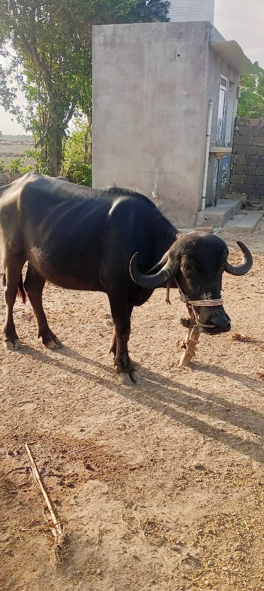 ભેંસ વેચવાની છે