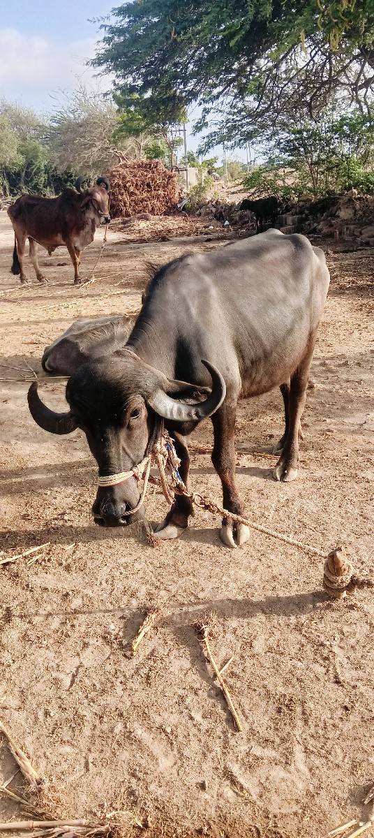 ભેંસ વેચવાની છે