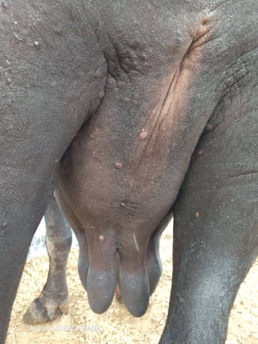 ઓરીજનલ જાફરાબાદી ખડાઈ વેચવાની છે