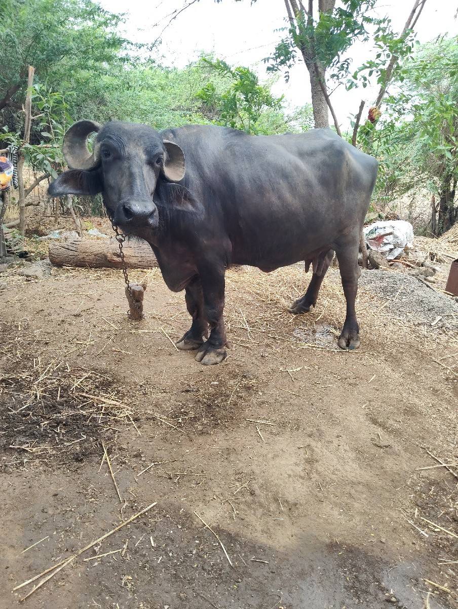 ભેસ