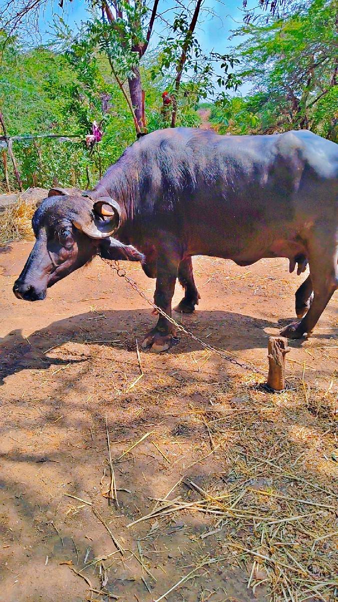 ભેસ