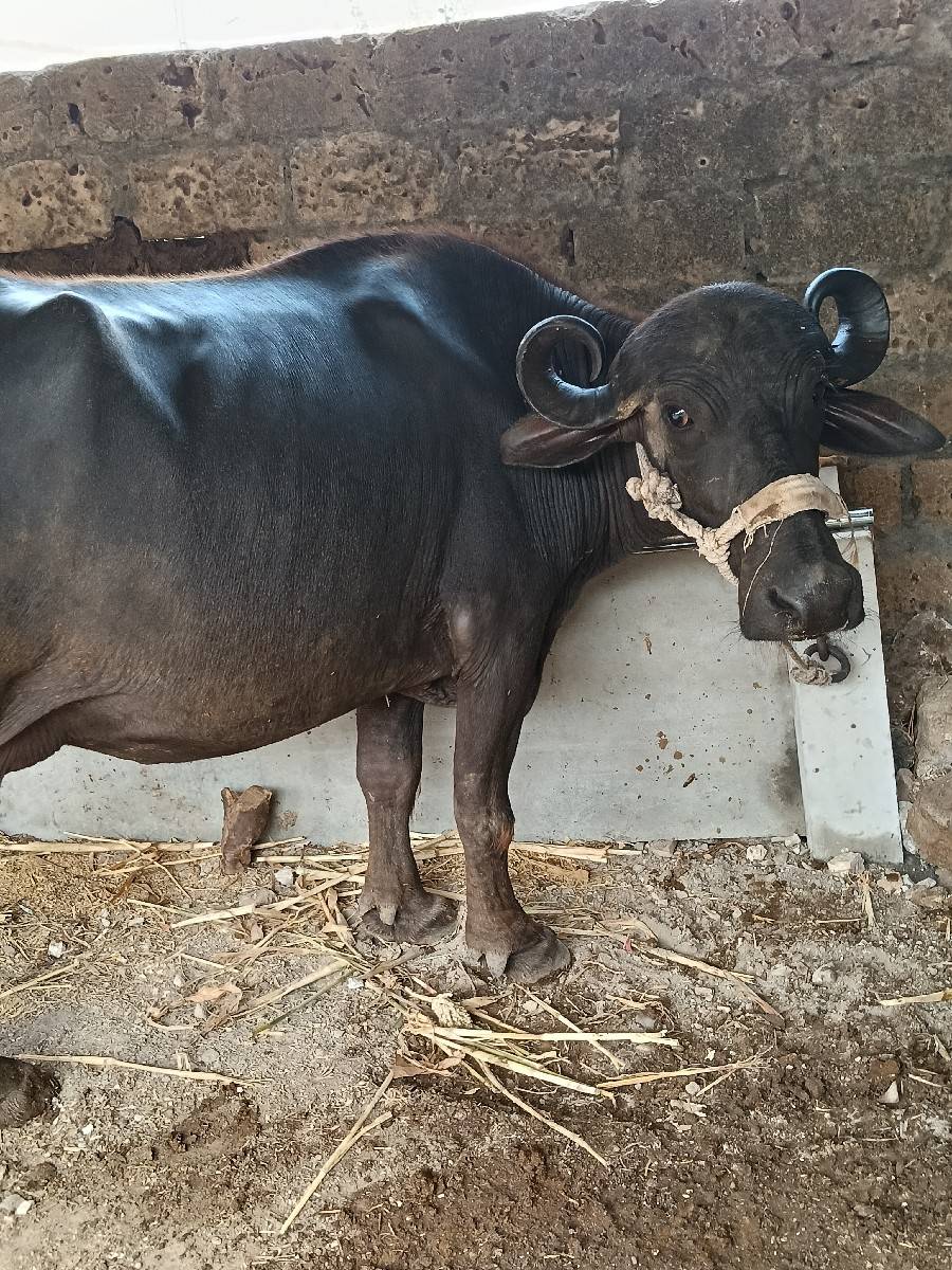 ભેંસ વેચવાની છે