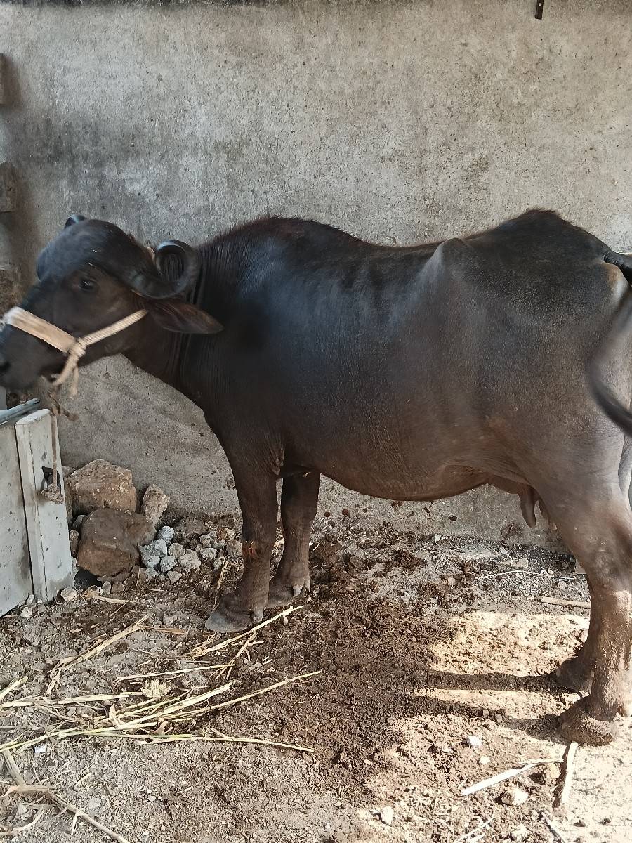 ભેંસ વેચવાની છે