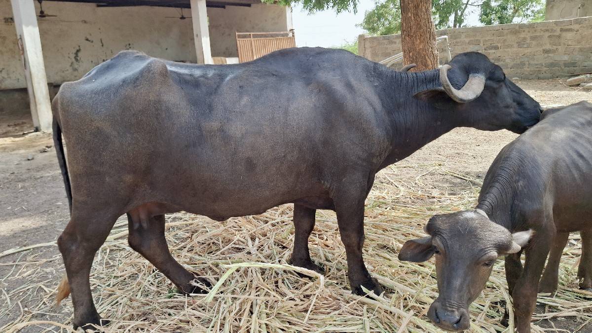ભેંસ વેચવાની છે