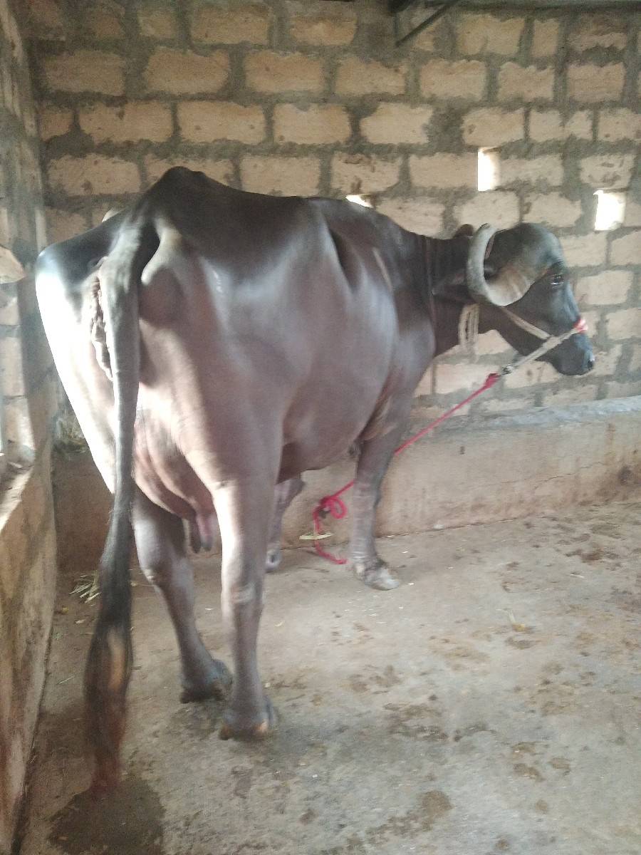 બીજા વેતર ને એ છે