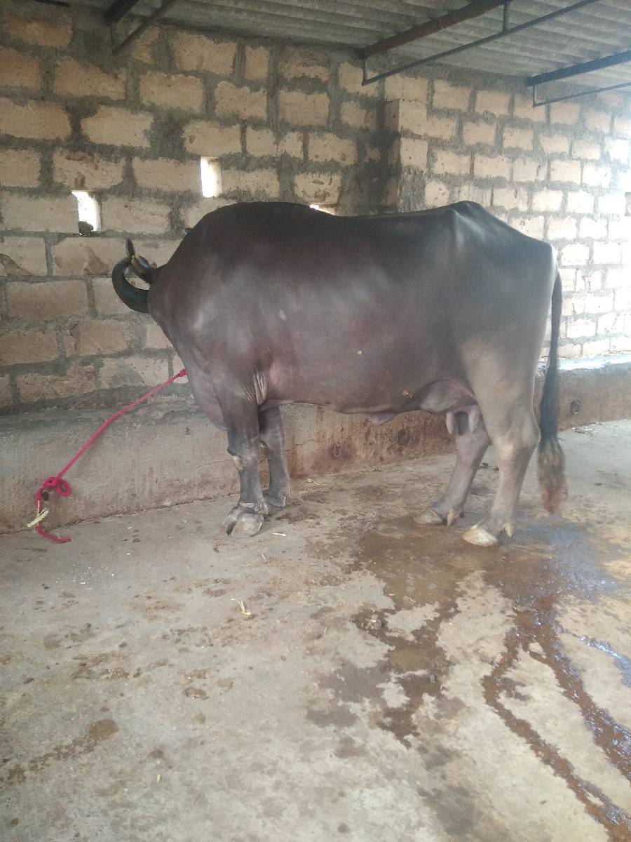 બીજા વેતર ને એ છે