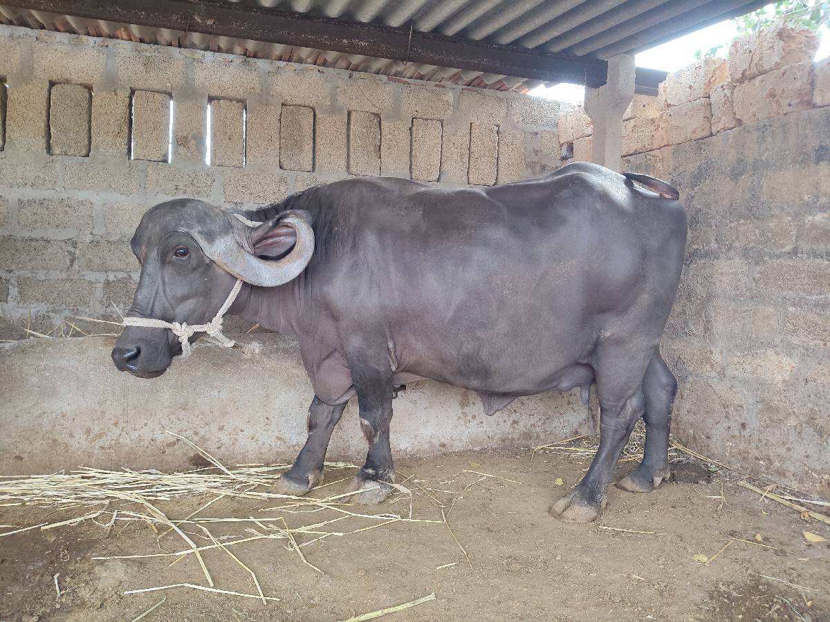 ભેસ વેચવાની છે