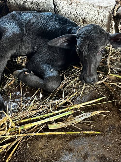 તાજી વિયાનેલ 
ફૂલ જવાબદારી