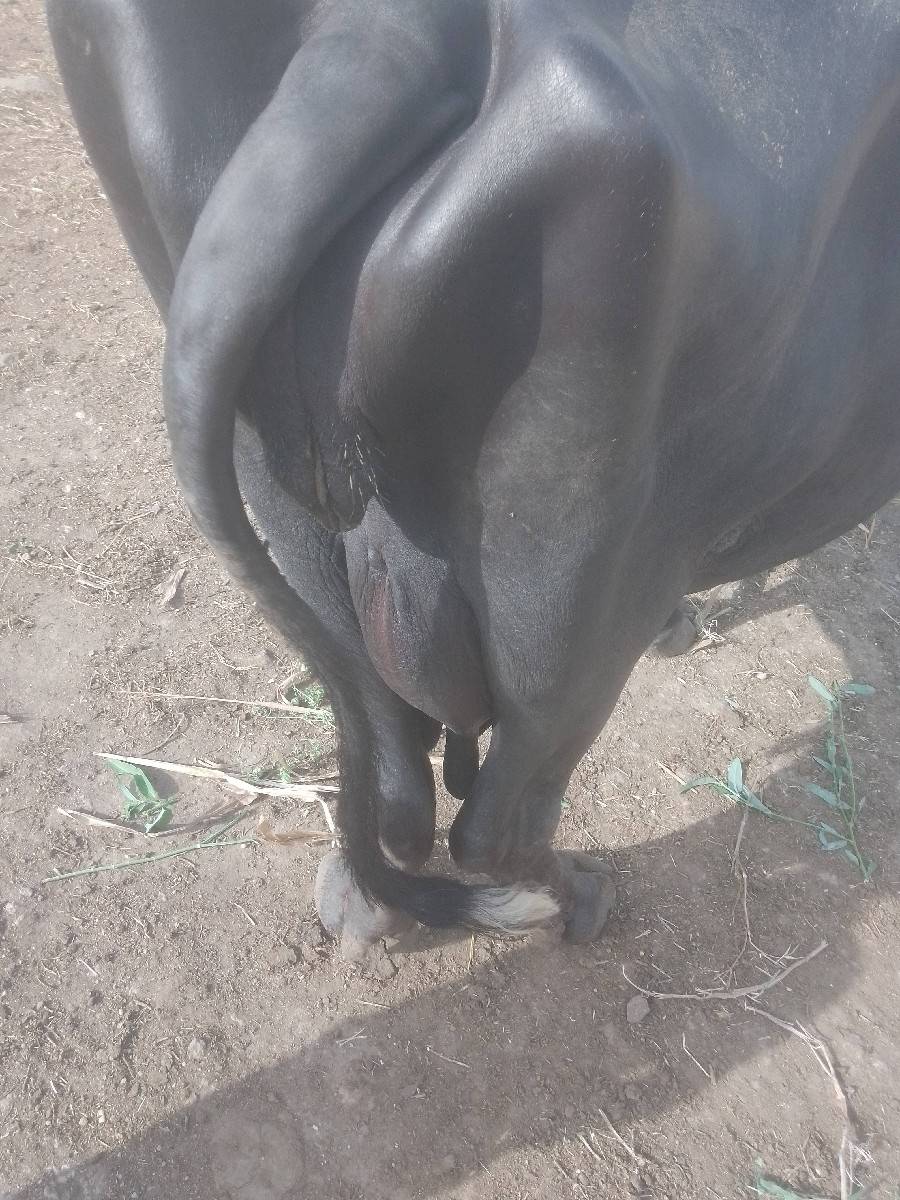 રાજુ