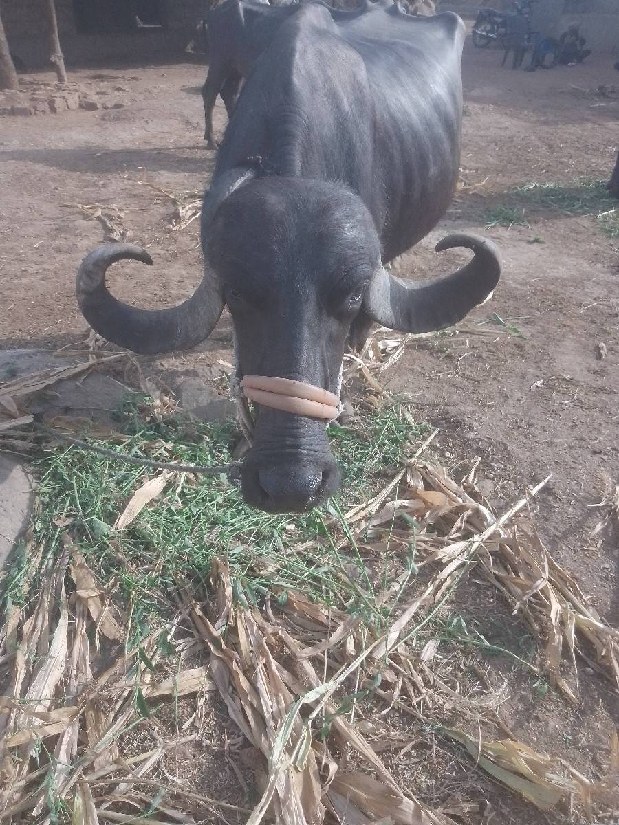 રાજુ
