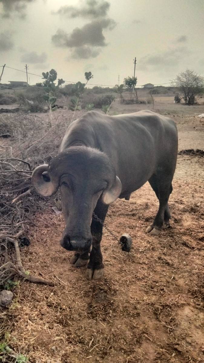 પાડો વેચવાનો