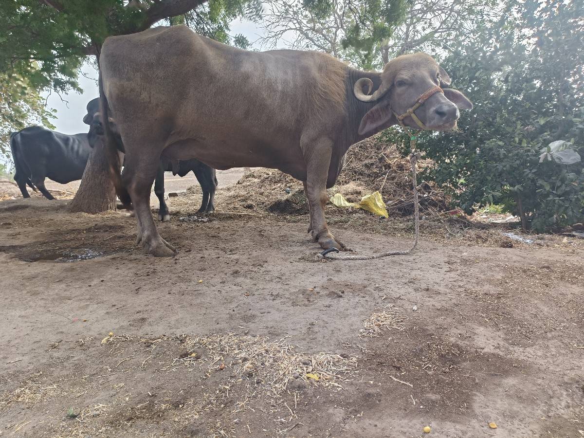વેચ વની છે