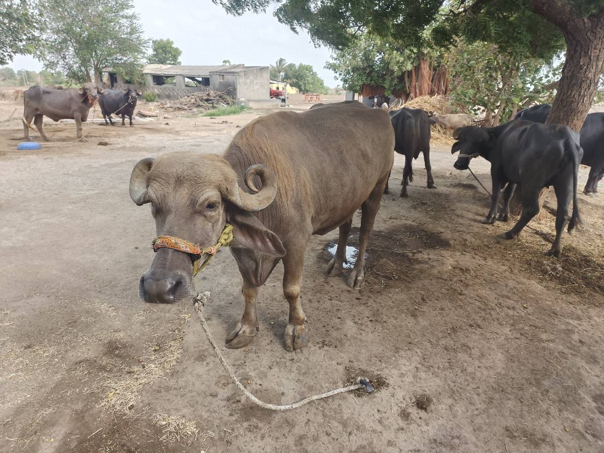 વેચ વની છે