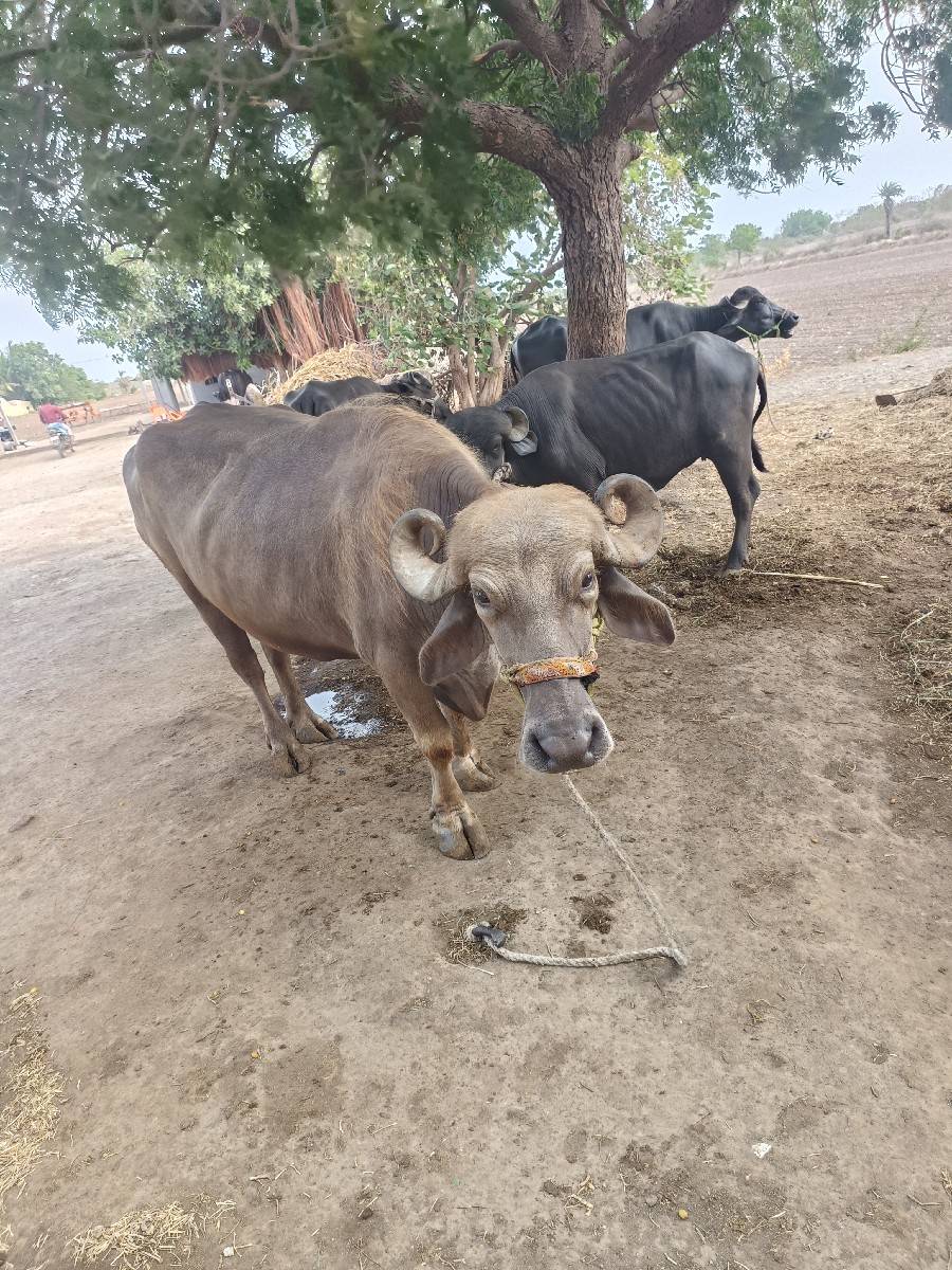 વેચ વની છે