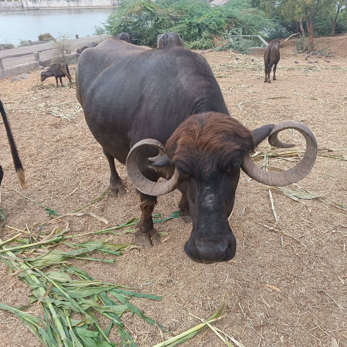 ભેસ વેચવાની છે