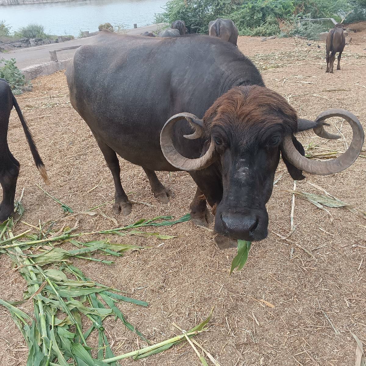 ભેસ વેચવાની છે