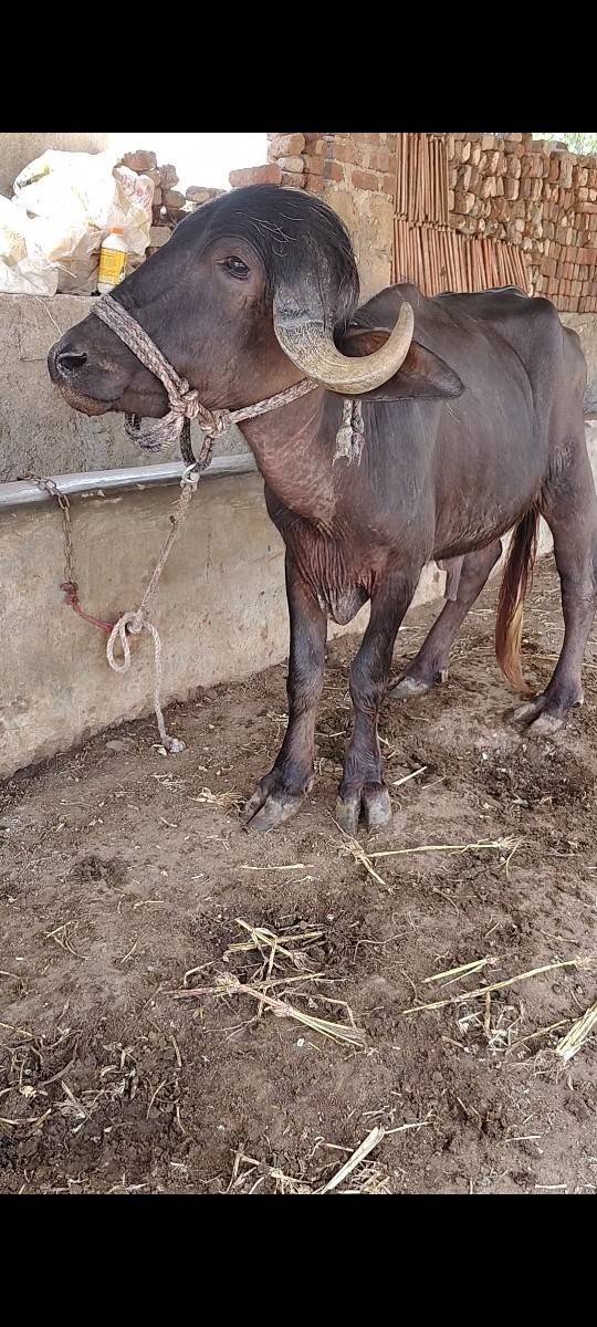 પાડો વેચવાનો છે