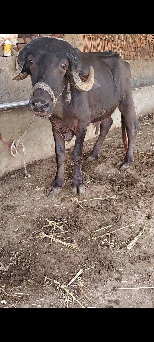 પાડો વેચવાનો છે
