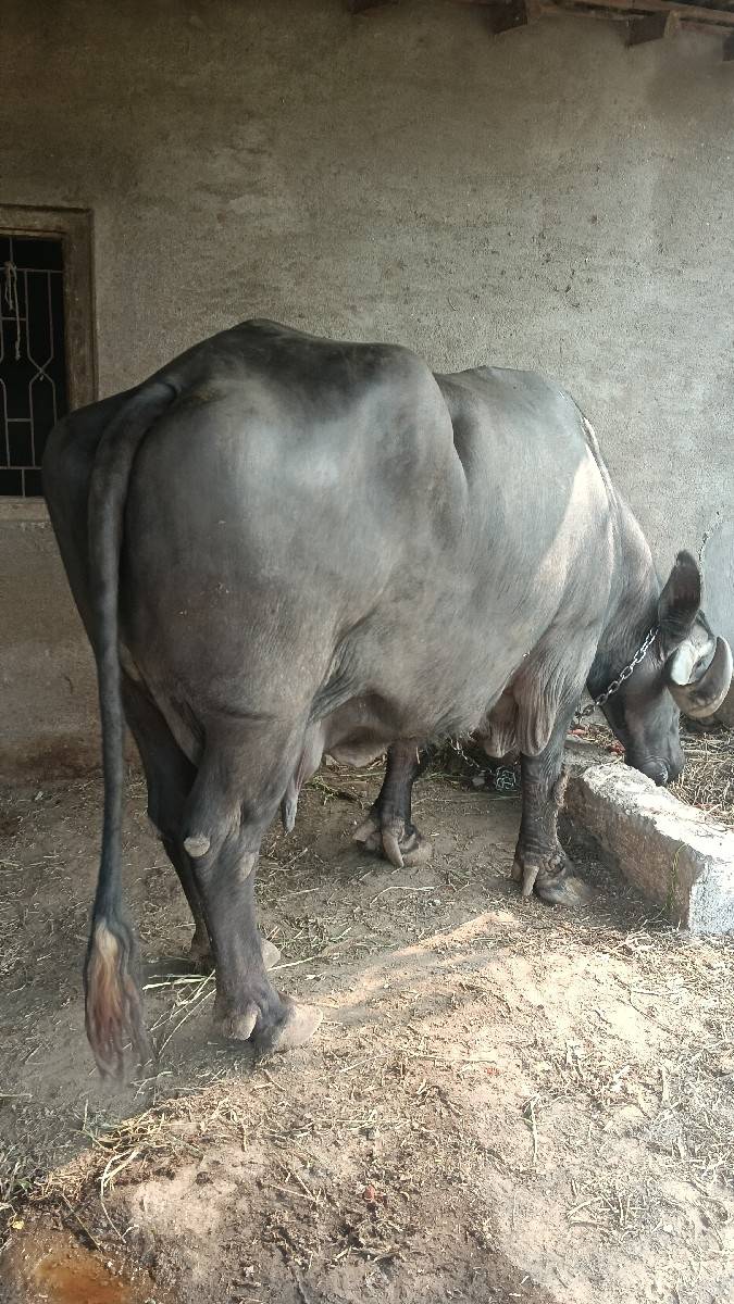 પારેઠ ભેશ લેવાની છે