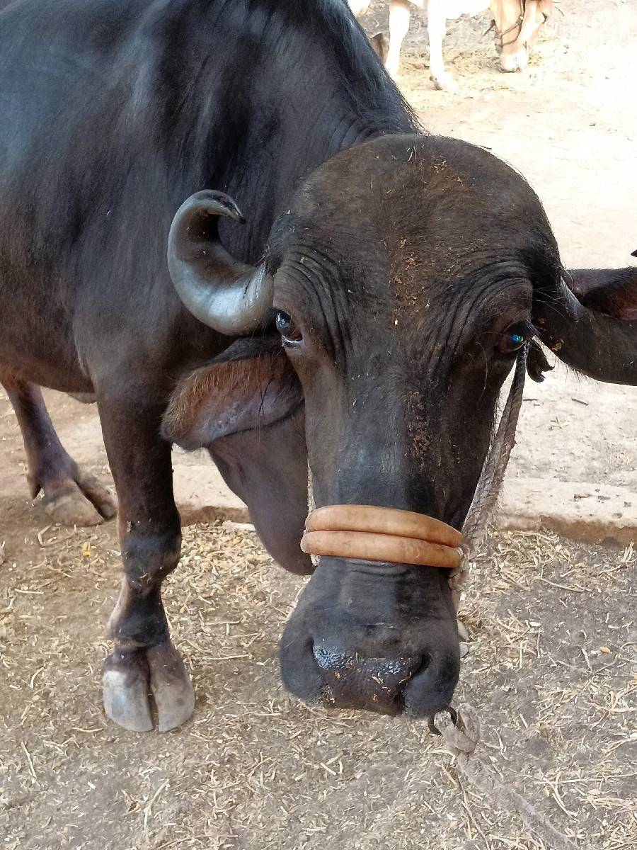 વેચવા ની સે