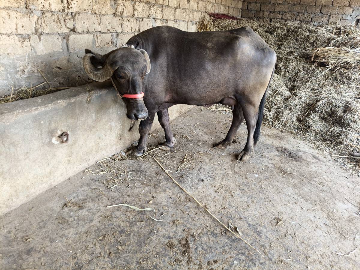 પાંચ લિટર દૂધ તેલુવેટર મહિના દિવસ