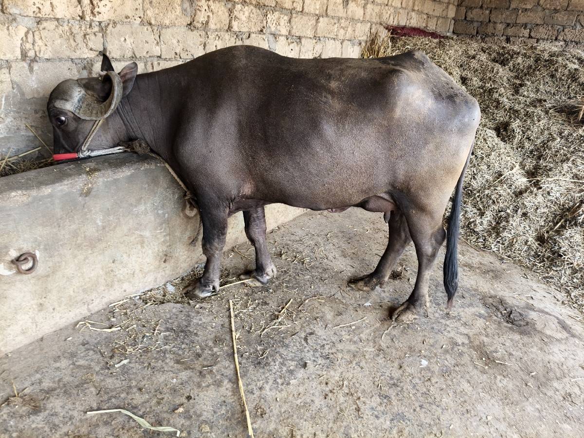 પાંચ લિટર દૂધ તેલુવેટર મહિના દિવસ
