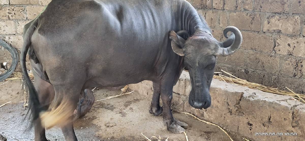 બીજું વેતર વ્યાસે