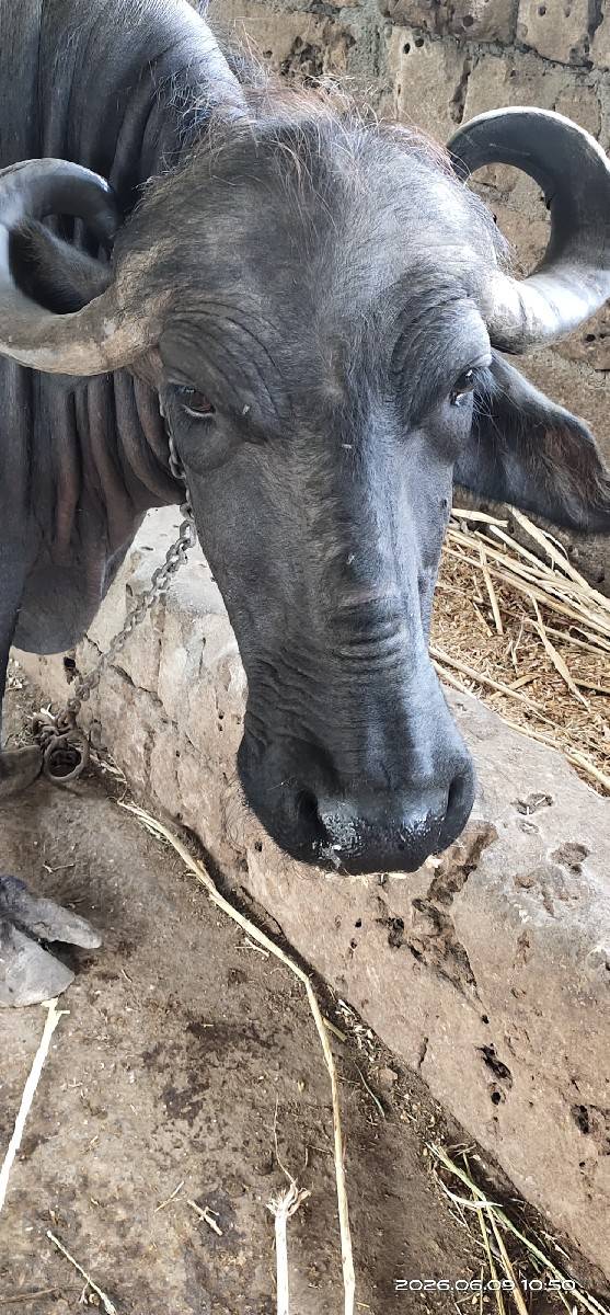 બીજું વેતર વ્યાસે