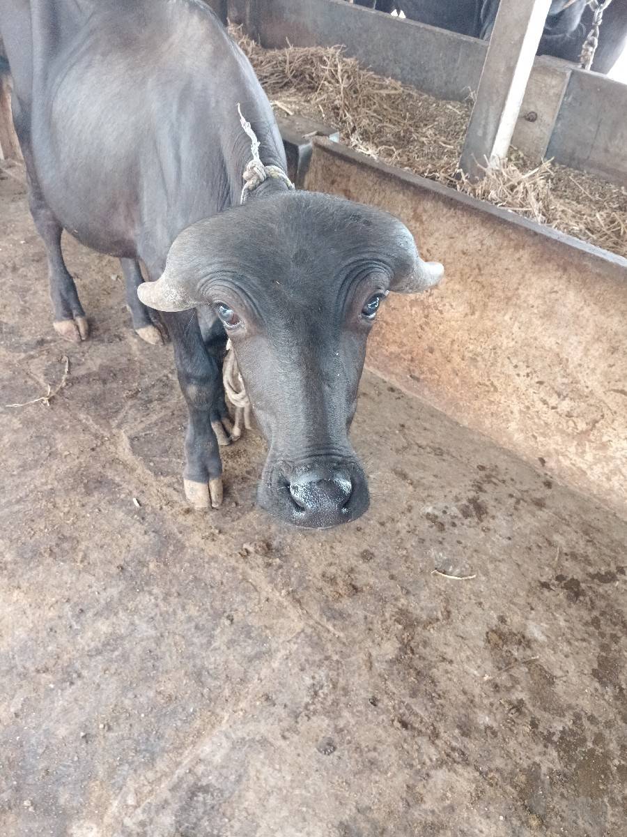 બે પાડા નેસવાના છે