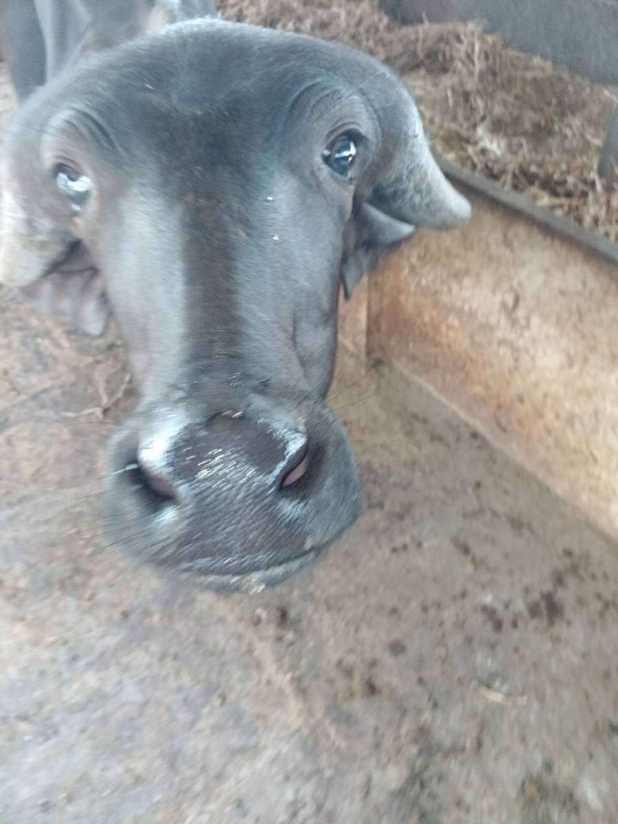 બે પાડા નેસવાના છે