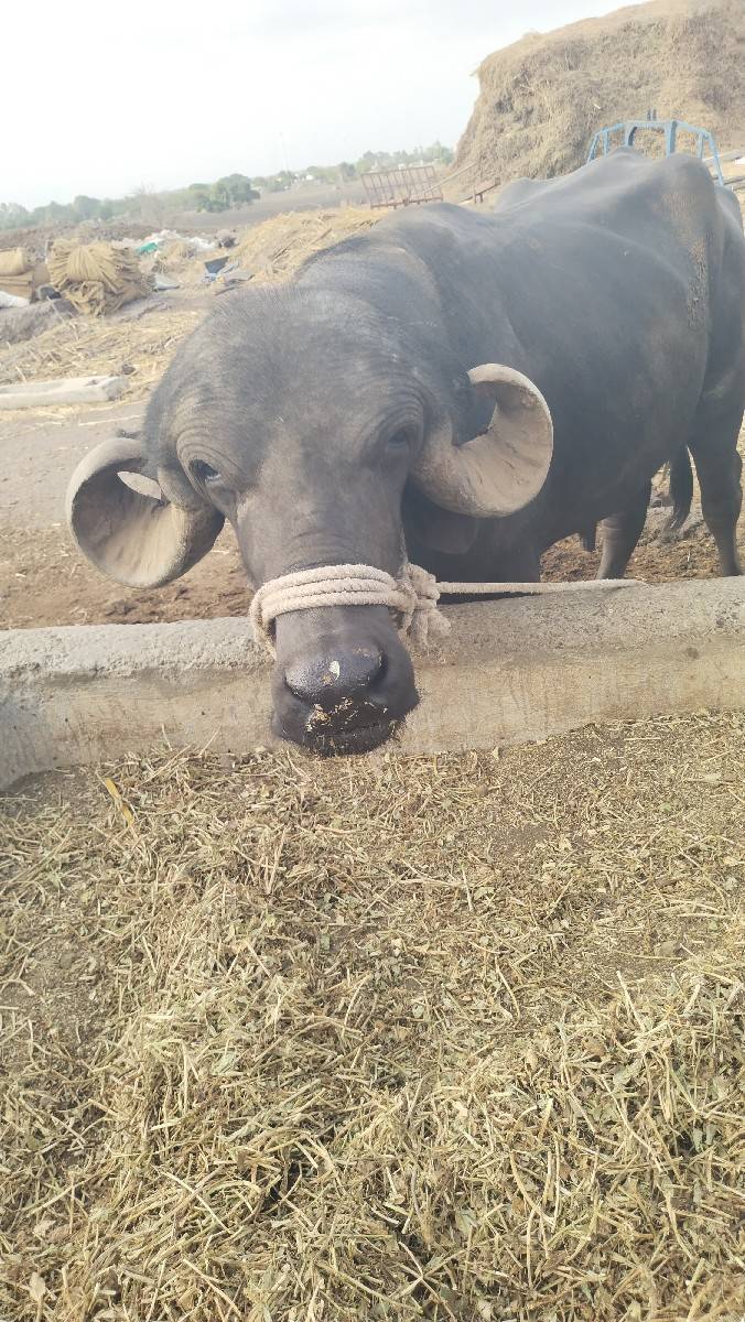 પાડો વેચવાનો છે