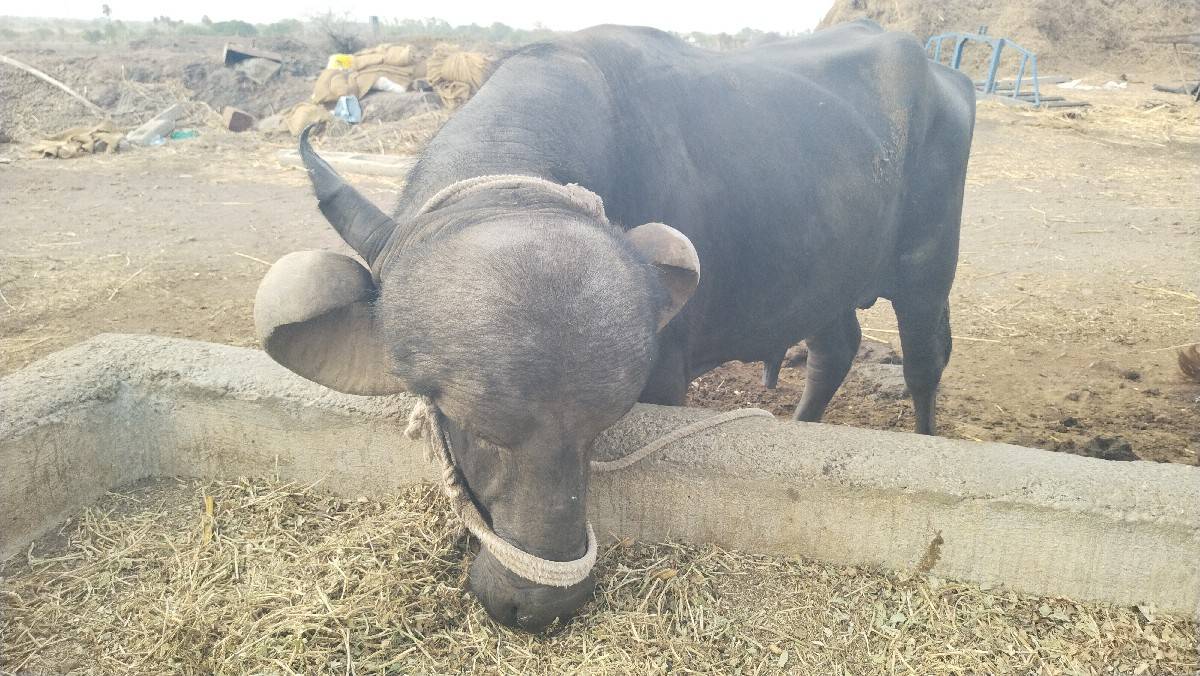 પાડો વેચવાનો છે