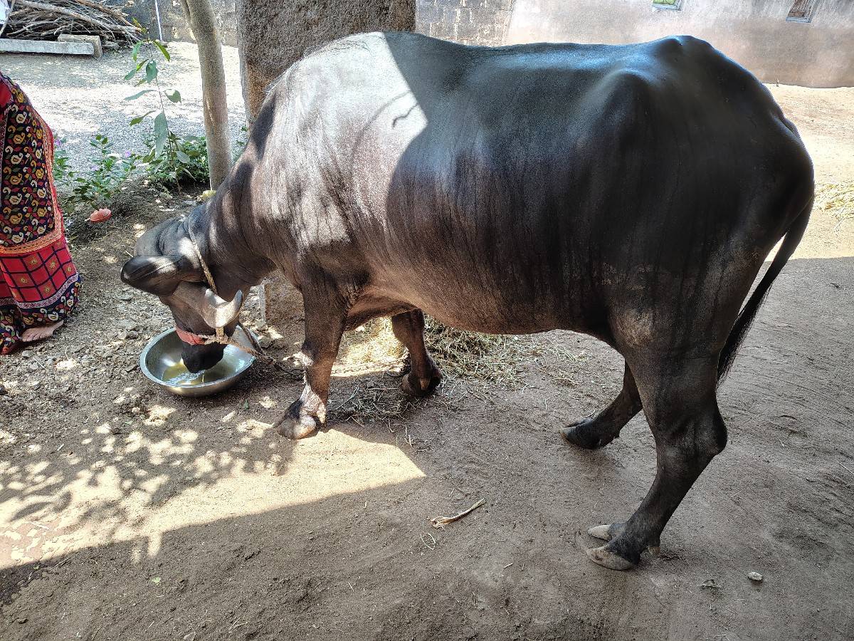 ભેંસ વેચવાની છે પેલુ વેતર ખડેલી