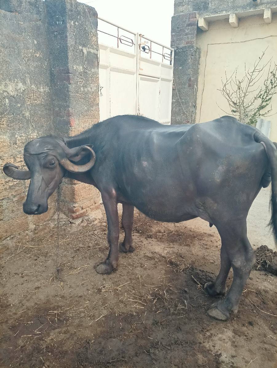 વેચવાની હે