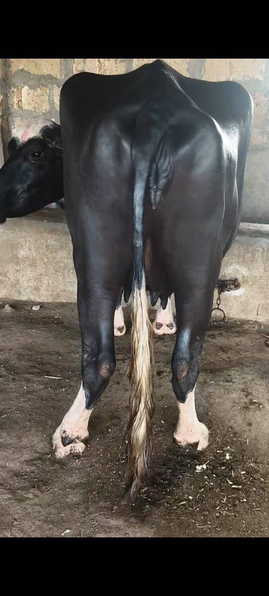 પેલા વેતર ની ખણેલી વેચવાની છે
