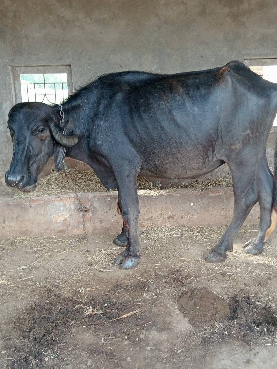 ખળેલી વેચવાની છે