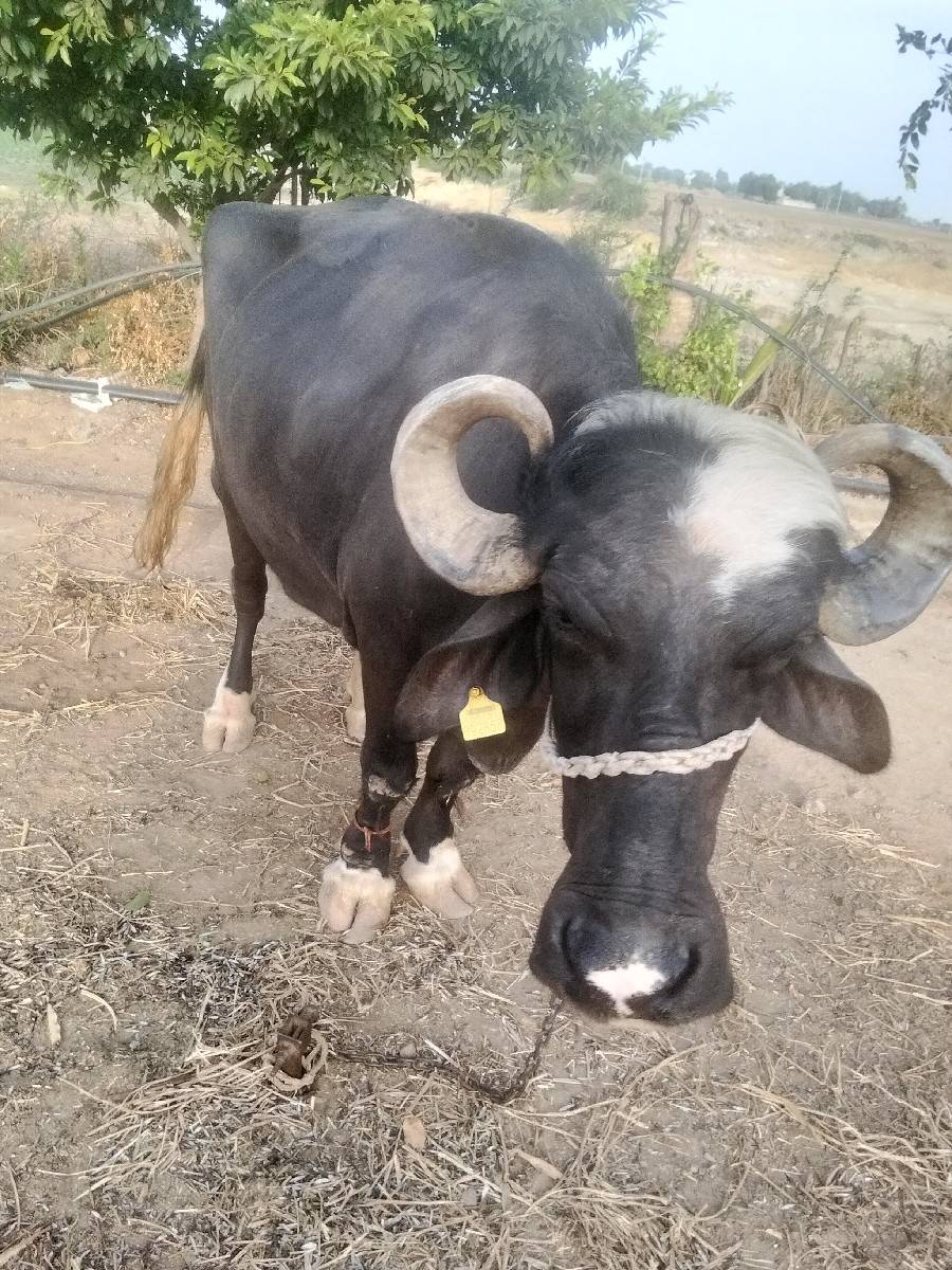ભેંસ વેચવાની છે