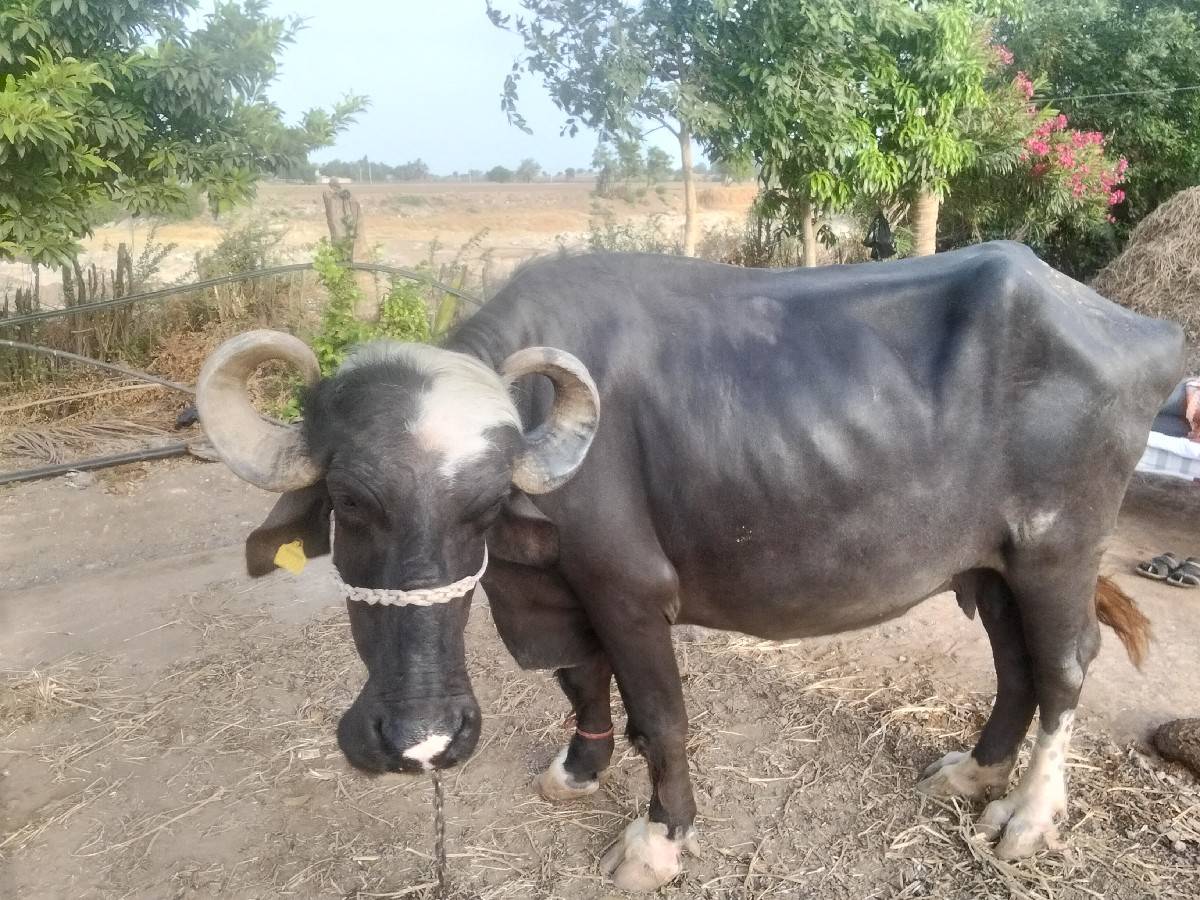 ભેંસ વેચવાની છે
