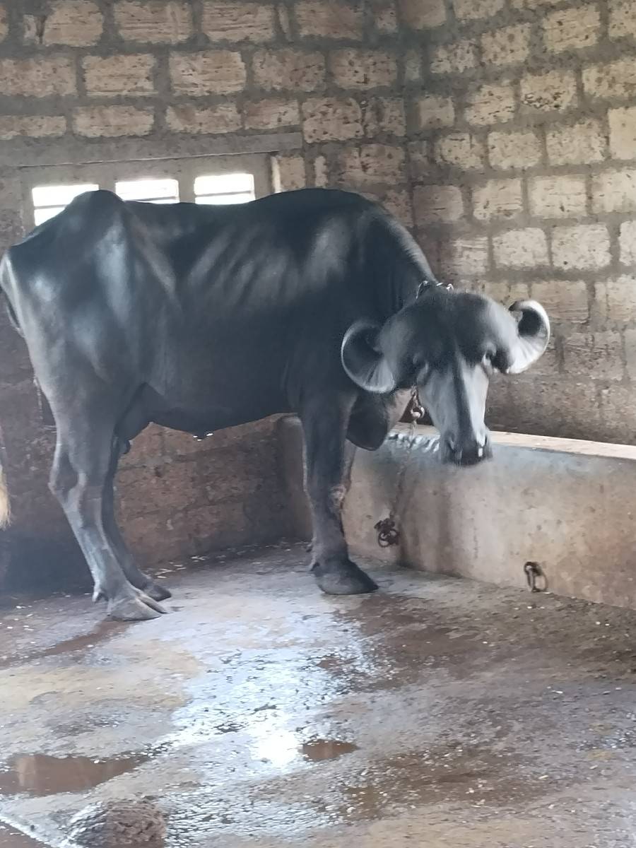 બીજું વેતર ખડેલી ટોપલ