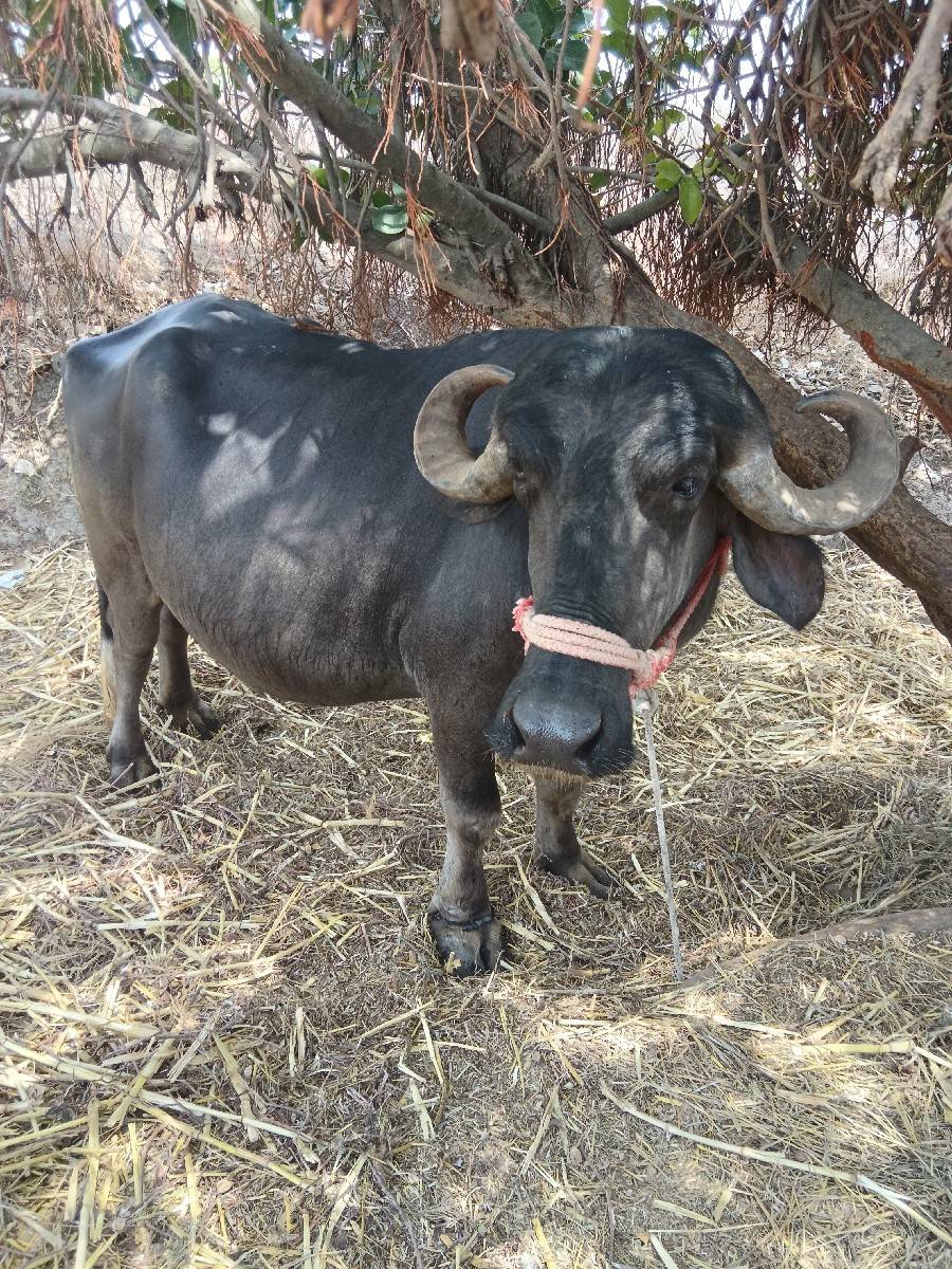 ભેંસ વેચવાની છે