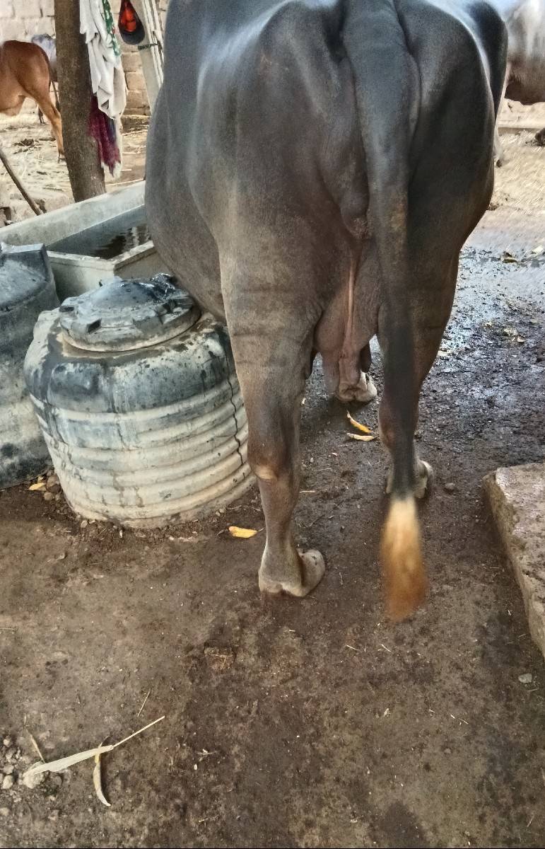 ભેંસ વેચવાની છે
