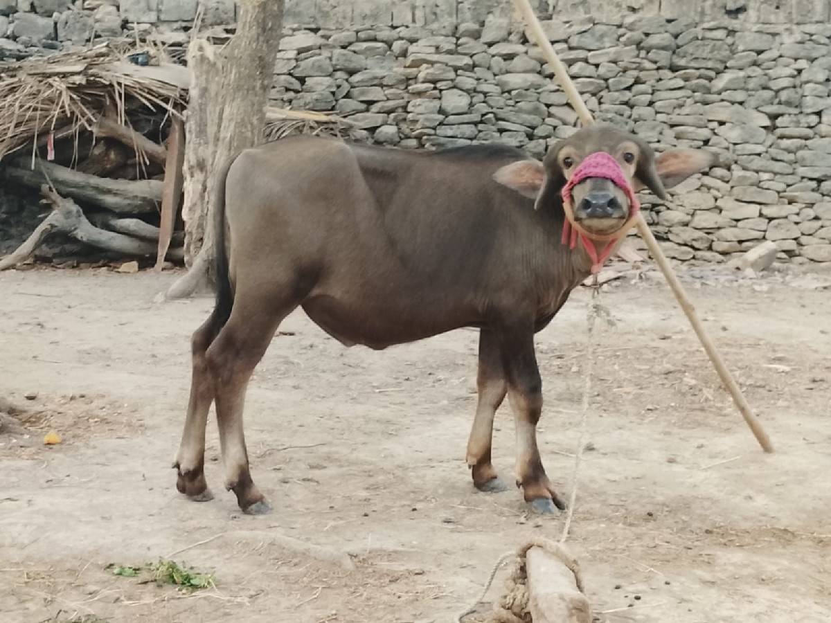 pada