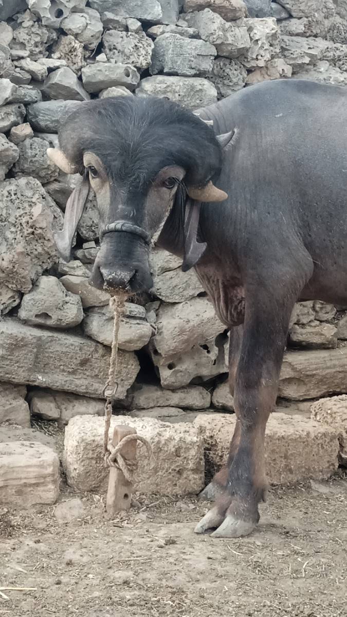 pado vesva no se jafra badi